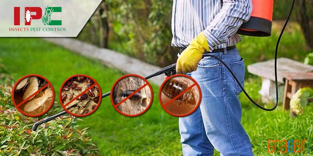 Insects Pest Control Insects Pest Control